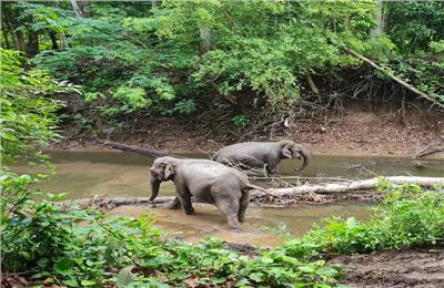 Vùng đất của những chú Voi